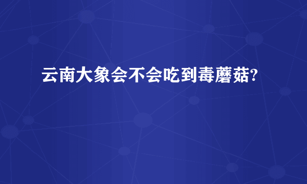 云南大象会不会吃到毒蘑菇?