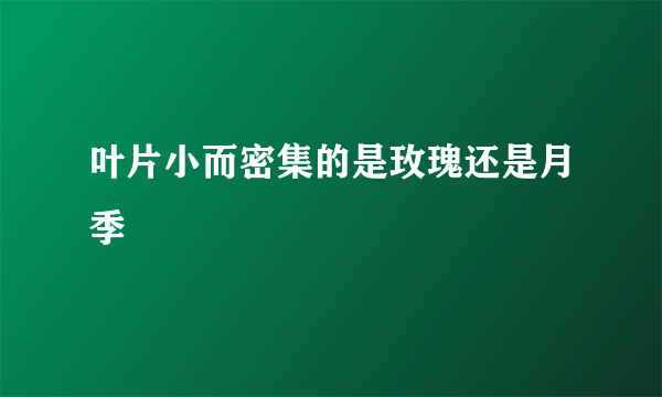 叶片小而密集的是玫瑰还是月季