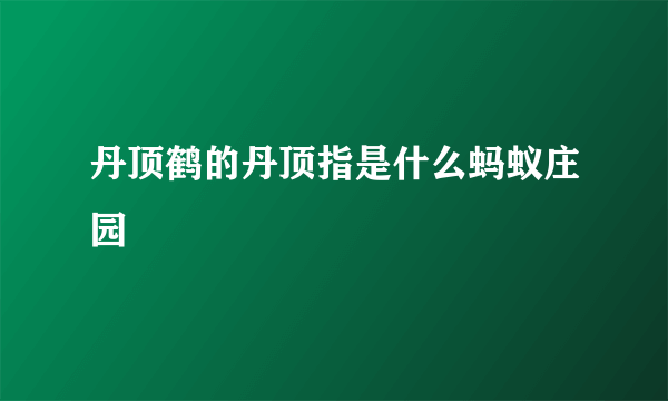 丹顶鹤的丹顶指是什么蚂蚁庄园