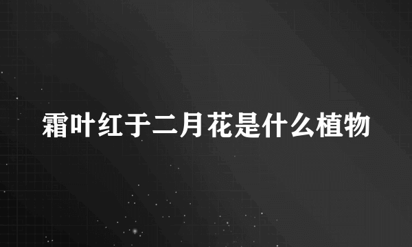 霜叶红于二月花是什么植物