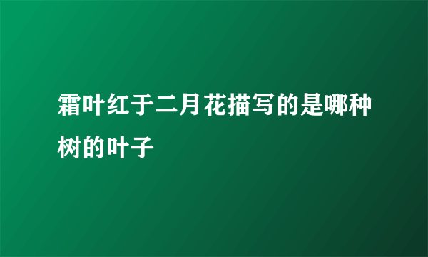 霜叶红于二月花描写的是哪种树的叶子