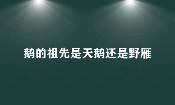 鹅的祖先是天鹅还是野雁