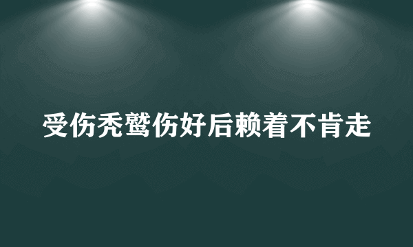 受伤秃鹫伤好后赖着不肯走