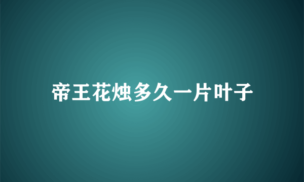 帝王花烛多久一片叶子