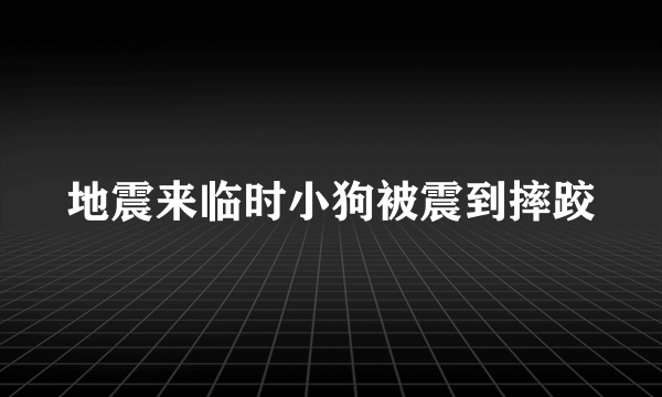 地震来临时小狗被震到摔跤