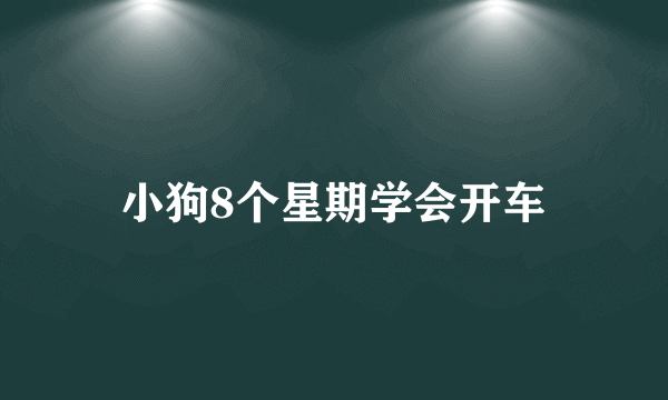 小狗8个星期学会开车