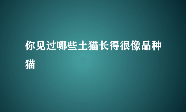 你见过哪些土猫长得很像品种猫