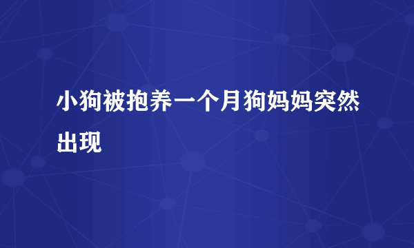 小狗被抱养一个月狗妈妈突然出现