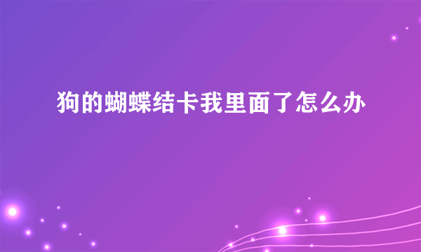 狗的蝴蝶结卡我里面了怎么办