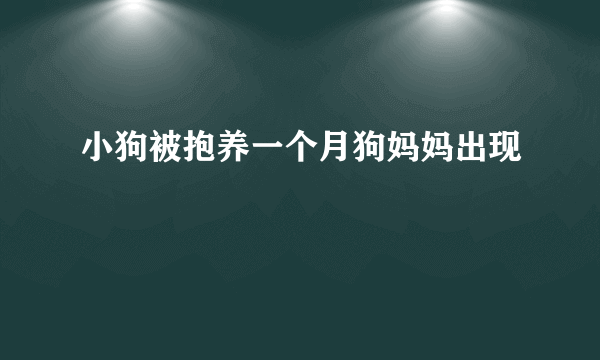 小狗被抱养一个月狗妈妈出现